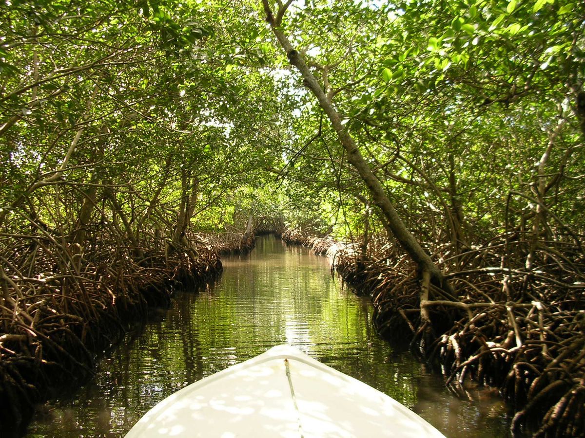 Mangrove Tour