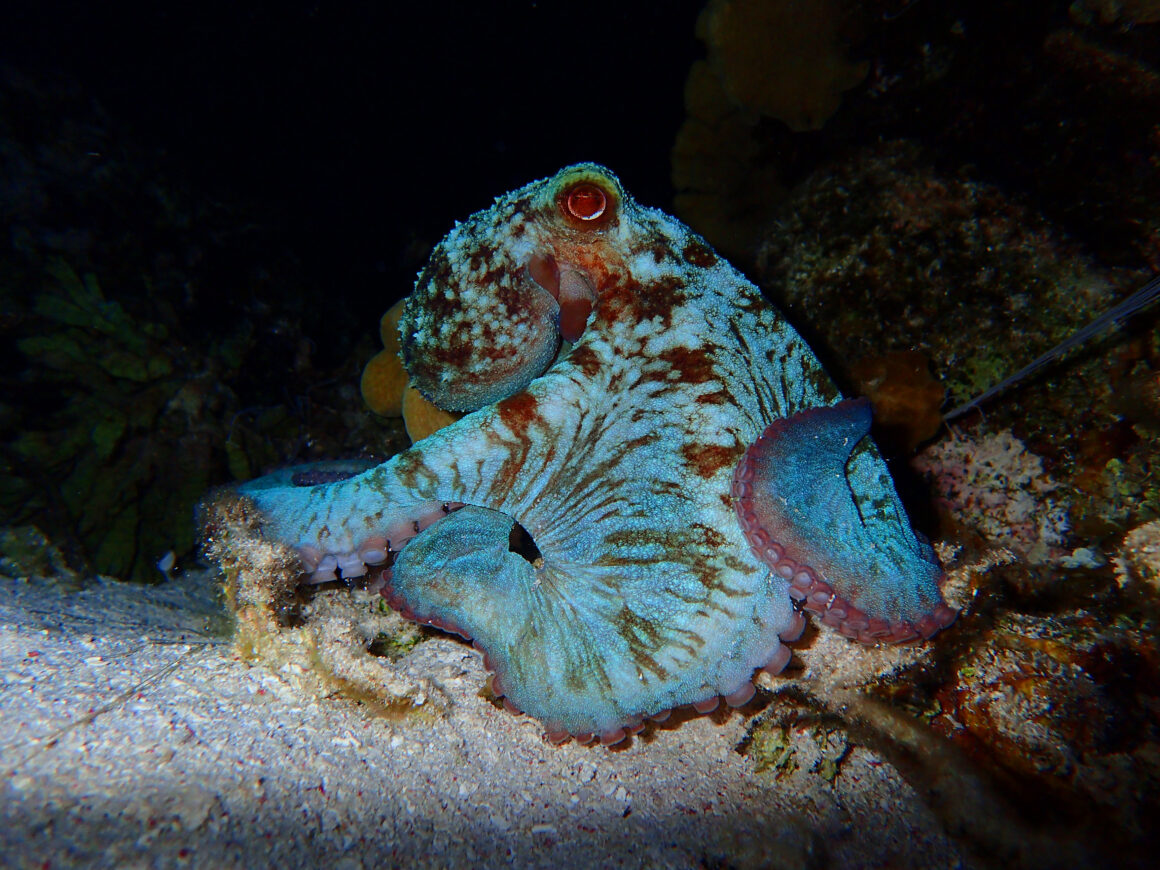 Night Snorkeling
