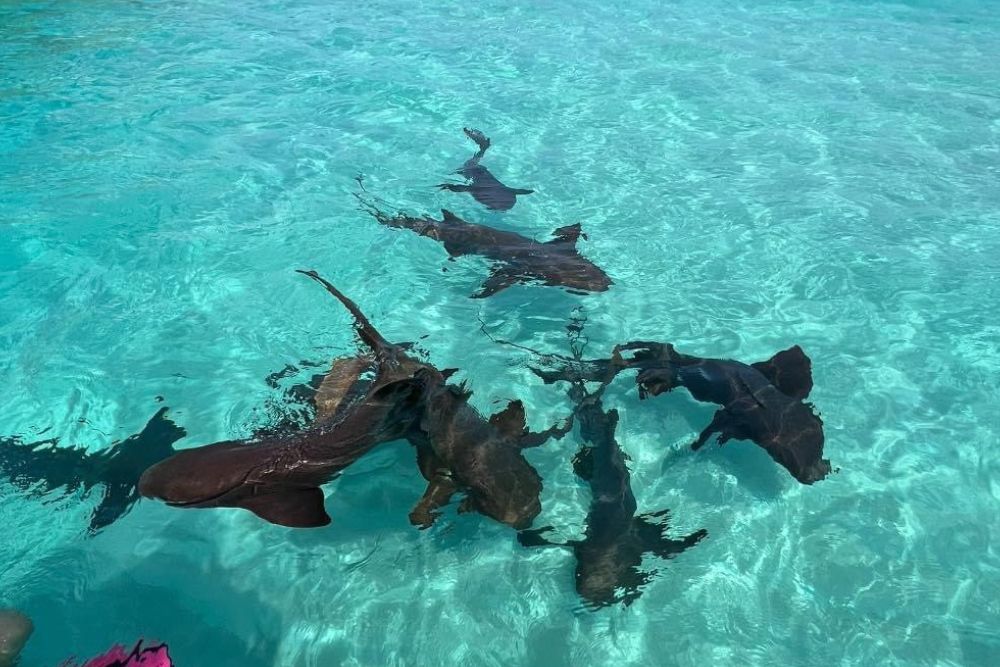 Pigeon Cay